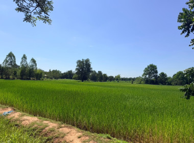 ลงพื้นที่ติดตามการใช้เงินกู้กองทุนสงเคราะห์เกษตรกร พารามิเตอร์รูปภาพ 6